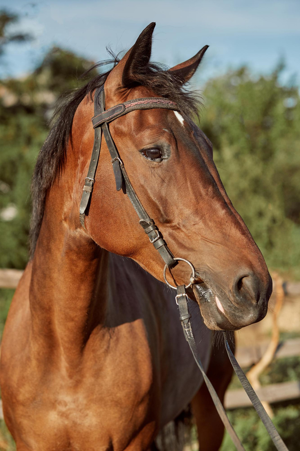 horse riding rhodes sunset beach