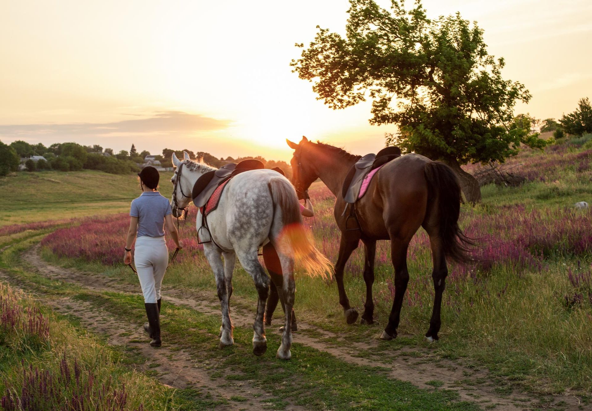 horse riding rhodes sunset beach